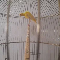 قناری  جیور|پرنده|خوی, |دیوار