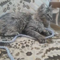 گربه پرشین میکس