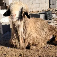 فروش ۳۰ گوسفند بختیاری