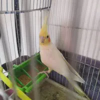 عروس هلندی نر همراه با قفس