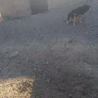 یک عدد سگ پیدا شده. در خوسف