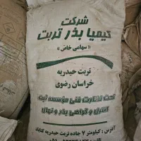 بذر اصلاح شده گندم