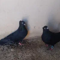 کبوتر|پرنده|بیستون, |دیوار