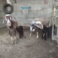 س بره دار بره نر او ماده  سه روزه از هر لخاظ سالم|حیوانات مزرعه|گنبد کاووس, |دیوار