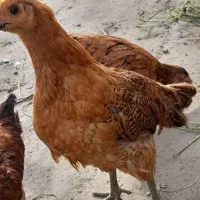 مرغ و خروس نیمچه|حیوانات مزرعه|سیمین شهر, |دیوار