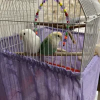 طوطی برزیلی