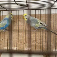 مرغ عشق رنگین کمانی