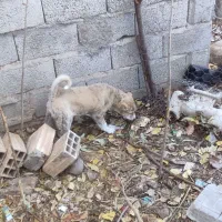 توله ماده|سگ|ورزقان, |دیوار