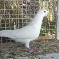 سفید چشم سیاه بازیکن|پرنده|بم, |دیوار