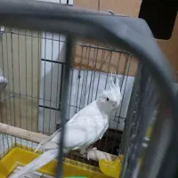 عروس پاریس البینو