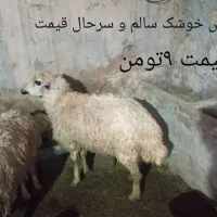 گوسفند