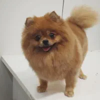 جفت پامر خرسی مولد|سگ|کرمانشاه, |دیوار