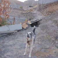 سلام سگ گله ای دهن پاک سن 1نیم جانوری|سگ|مشهد, میان ولایت|دیوار