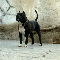 واگذاری سگ میکس داگو و امریکن بولی