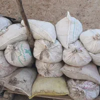 کود کبوتر(کفتر)|خدمات باغبانی و درختکاری|کرمان, |دیوار