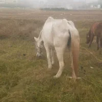 مادیان|اسب و تجهیزات اسبسواری|گرگان, |دیوار