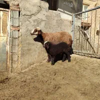 میش وبره افشاری|حیوانات مزرعه|زالیان, |دیوار