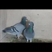 کفتر سبز پلاکی