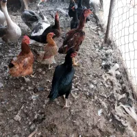 مرغ و خروس لاری و محلی