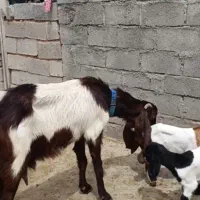 بز پاکستانی