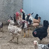 مرغ و و جوجه گلین|حیوانات مزرعه|ورامین, قويينک زهری|دیوار