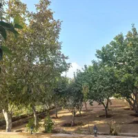 اجاره سالیانه|اجارهٔ خانه و ویلا|کوهسار (البرز), |دیوار