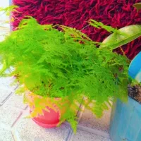 تعدادی گل و گلدان نو شاداب|گل و گیاه طبیعی|مشهد, چهاربرج|دیوار