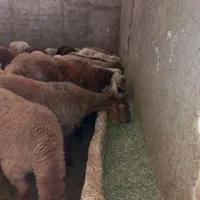 گوسفند زنده پرواری (بومهن)|حیوانات مزرعه|بومهن, |دیوار