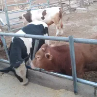 فروش گوساله