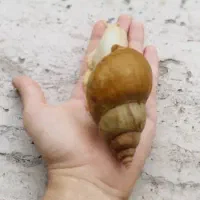 حلزون شاه مولد