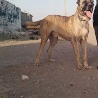 واگذاری‌سگ‌گله‌وج