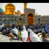 تور و بلیط قطار همه روزه