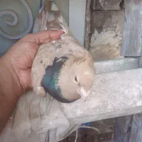 جفت زرد|پرنده|خرمشهر, |دیوار