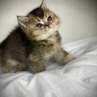 گربه ملوس ببریتتیش