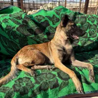 نظافت حیوانات