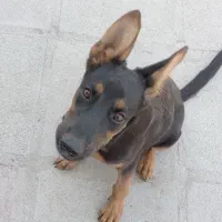 تول سگ ژرمن ۴ ماه|حیوانات|اهواز, کوی پیروزی|دیوار