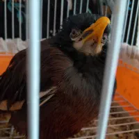 معاوضه مرغ مینا