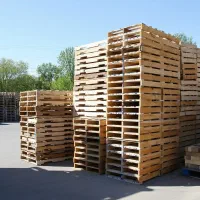 نمایندگی رسمی نهال صنوبر سود تضمینی و بازار گسترده|خدمات باغبانی و درختکاری|اردبیل, |دیوار