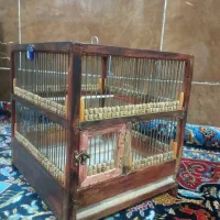 قناری پرتقالی جوجه  قرمز مست مست مست