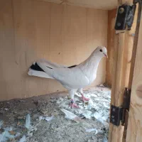 کفتر پرشی|پرنده|تهران, هلال احمر|دیوار