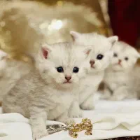 مجموعه دکتر گربه زیباترین گربه های روسی|گربه|تهران, پونک|دیوار
