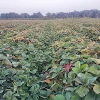 نهال سابرینا درجه یک|گل و گیاه طبیعی|دلند, |دیوار