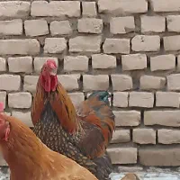 مرغ و خروس محلی