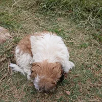 سگ شیتزو|سگ|مسجد سلیمان, |دیوار