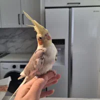 عروس هلندی.سخنگو.برزیلی.راهب.مرغ عشق