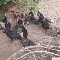 تخم بوقلمون برنز . بوقلمون مولد|حیوانات مزرعه|کاشمر, |دیوار