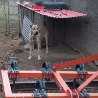 سگ سرابی|سگ|مهربان, |دیوار