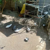 کبوتر پرشی|پرنده|جیرفت, |دیوار