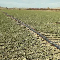 شرکت خدمات کشاورزی آبیاری قطره ای و بارانی|خدمات باغبانی و درختکاری|تبریز, |دیوار