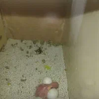 جفت مرغ عشق بهمراه جوجه|پرنده|ارومیه, |دیوار